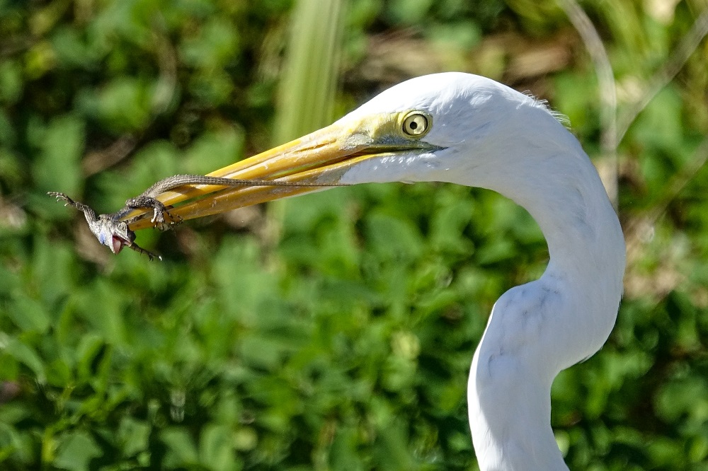 Sun Photo A00010 Great Egret Catches a Lizard